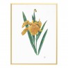 Framed Original Yellow Lilies