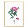 Framed Original Paeonia Afficinalis