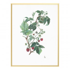 Framed Original Rubus idaeus