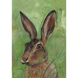 Hare