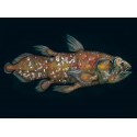 Coelacanth