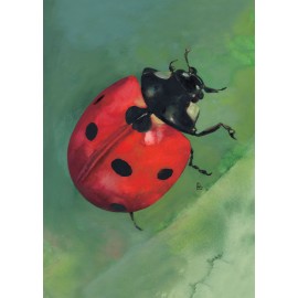 Red ladybug