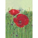 Red poppy