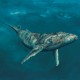 Whale Animals