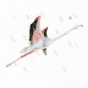 Flamingo flying 