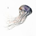 New jellyfish