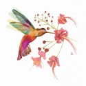 Hummingbird Love (compound flower) 