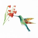 Hummingbird Love (bell flowers)