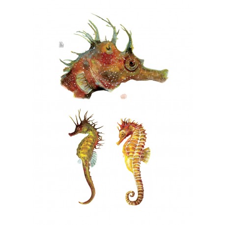 Seahorses