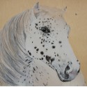 Horse with freckles
