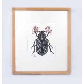 Escarabajo batanero