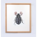 Escarabajo batanero