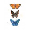 3 butterflies