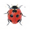 Ladybug