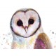 santamans owl 