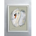 Swan framed