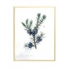 Ginebre original enmarcat