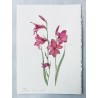 Gladiolus illyricus