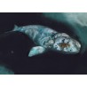 White whale