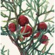 Juniperus phoenicera