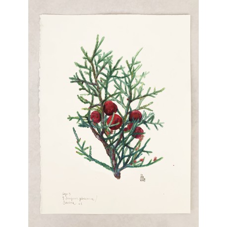 Juniperus phoenicera