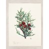 Juniperus phoenicera