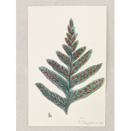 Polypodium vulgare